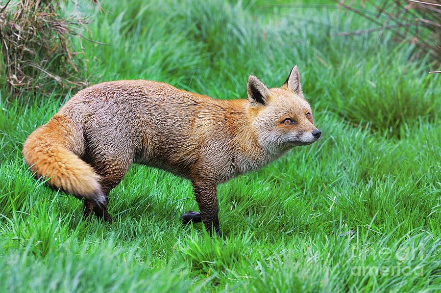 Red Fox In Grassland Photograph by Colin Varndell/science Photo Library