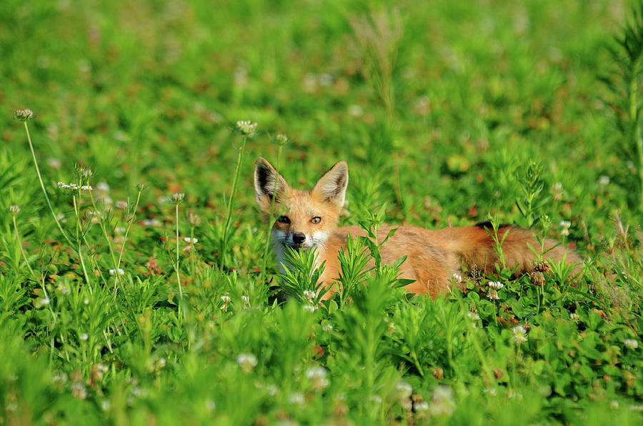 Red Fox In Green Photograph by Nikographer [jon]