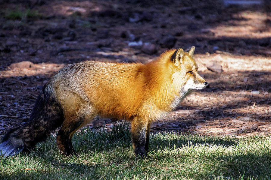 Red Fox in Morning Sun Photograph by Dawn Richards
