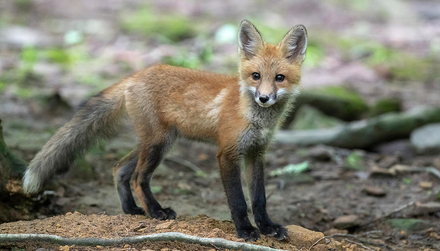 Red fox in nature Photograph by Dan Friend