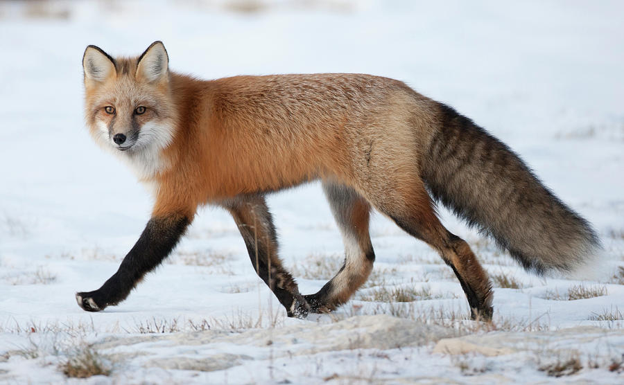 Red Fox In Snow Photograph by Richard Mcmanus