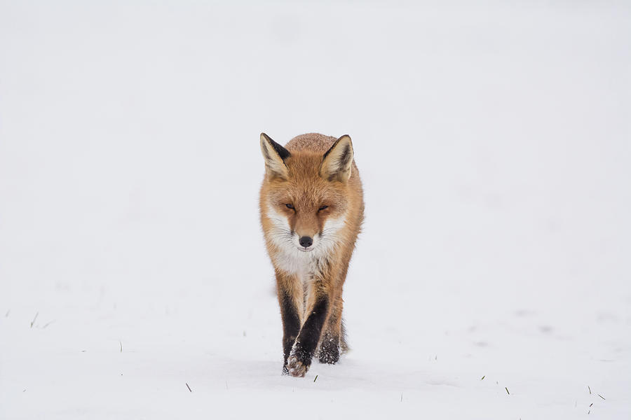 Fox Photograph - Red Fox In Snow by Toby Luxberg Fox Photograph - Red Fox In Snow by Toby Luxberg