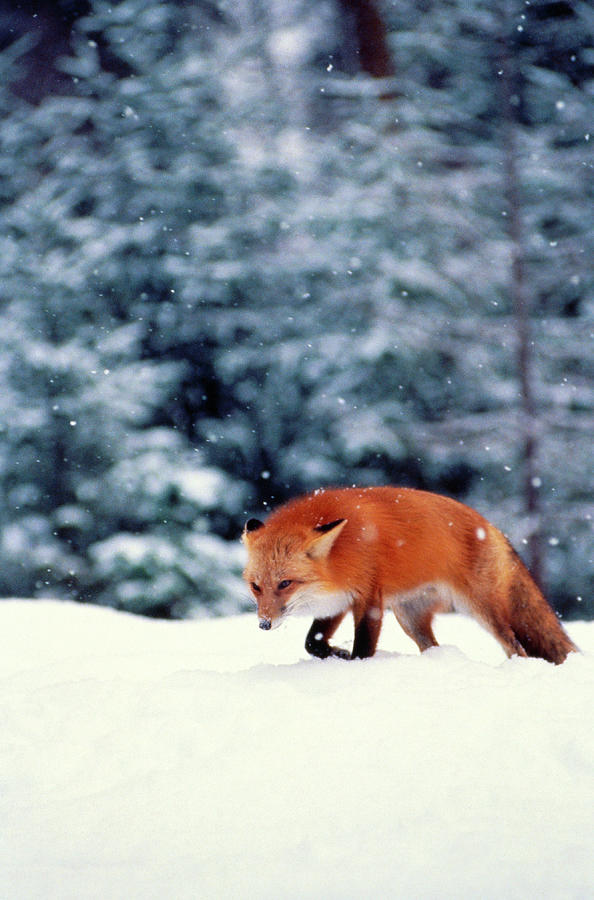 Red Fox In Snowy Woods Photograph by John Luke