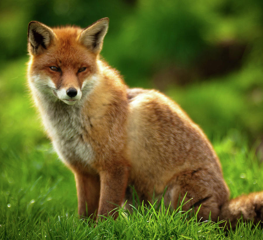 Red Fox In Sunlight Photograph by Tom Ellingham