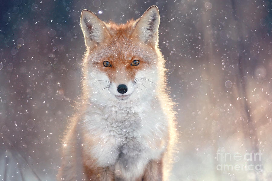 Fur Photograph - Red Fox In Winter Forest Pretty by Kichigin