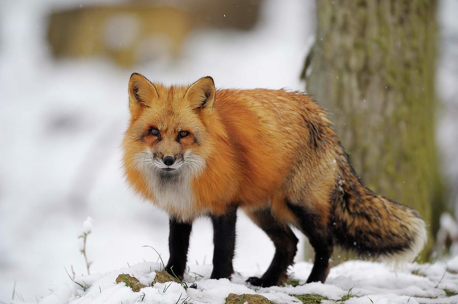 Red Fox In Winter Forest Photograph by Raimund Linke