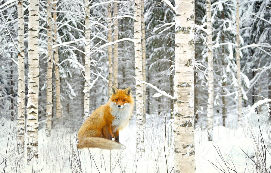 Wildlife Photograph - Red Fox in Winter Woods by Laura D Young
