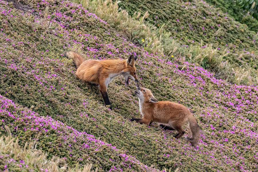 Red Fox Is Back To California Coast Photograph by Joy Pan