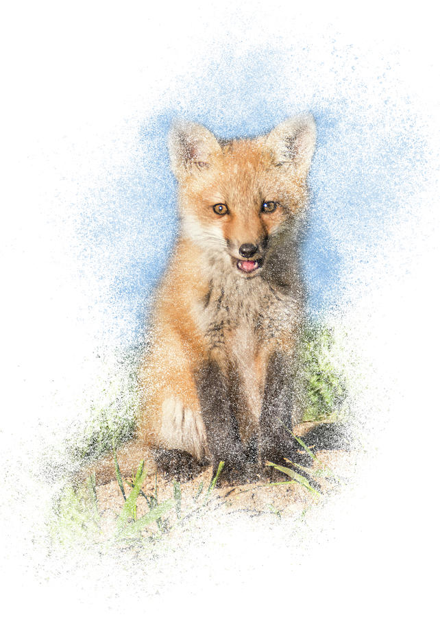 Red Fox Kit #1 - Sitting Tall Photograph by Patti Deters