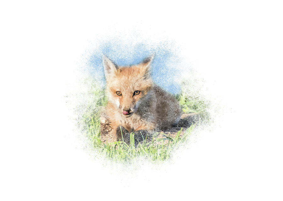 Red Fox Kit #12 - Ready for Dinner by Patti Deters Red Fox Kit #12 - Ready for Dinner by Patti Deters