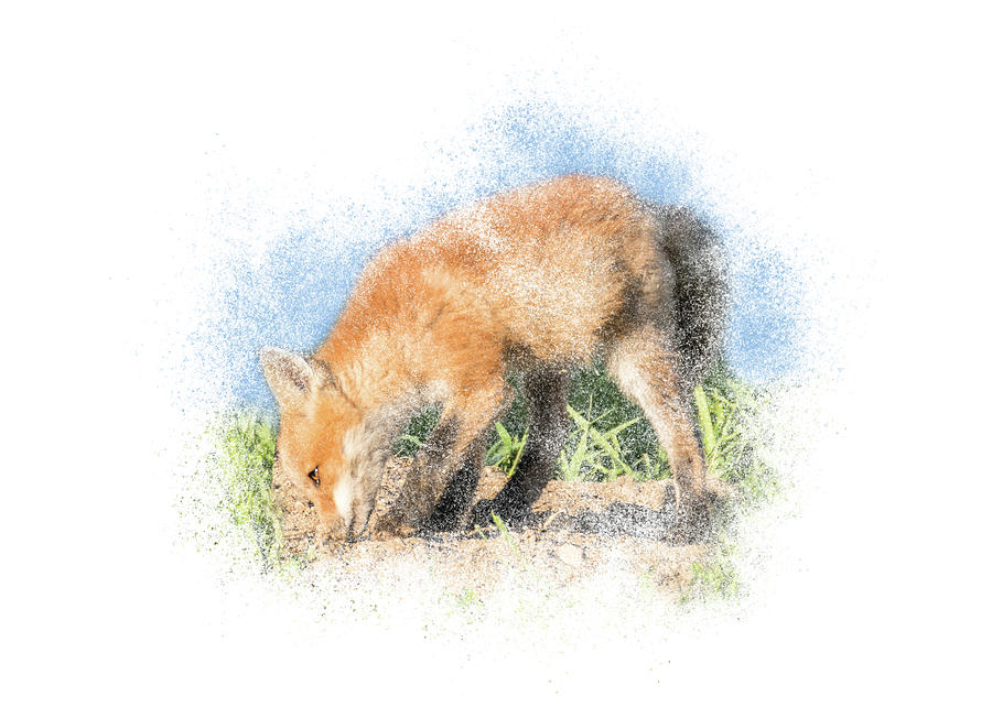 Red Fox Kit #13 - Sniffing the Dirt by Patti Deters Red Fox Kit #13 - Sniffing the Dirt by Patti Deters