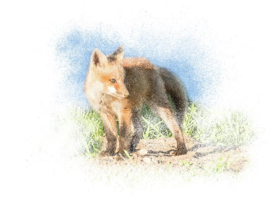 Red Fox Kit #14 - Ready to Run by Patti Deters Red Fox Kit #14 - Ready to Run by Patti Deters
