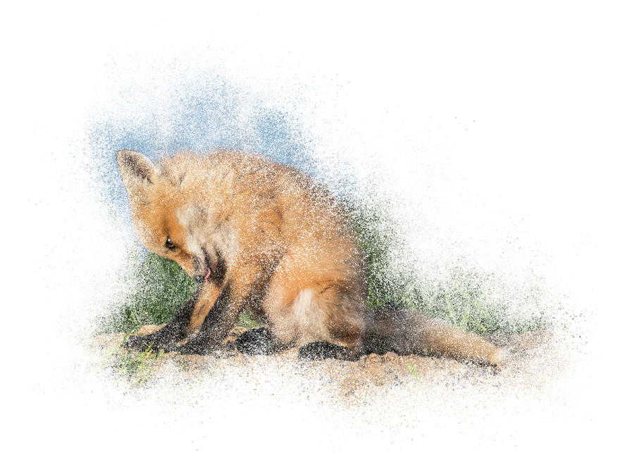 Red Fox Kit #3 - Bashful Photograph by Patti Deters