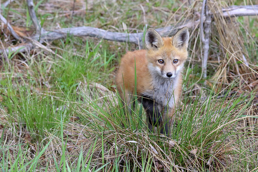 Red Fox Kit 4 Photograph by Brook Burling