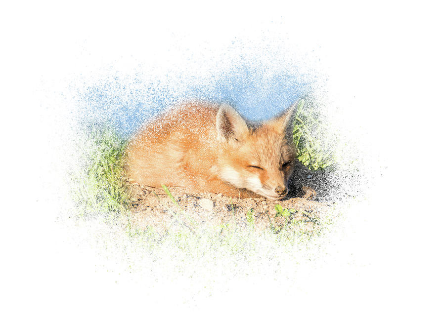 Red Fox Kit #6 - Sleeping Photograph by Patti Deters
