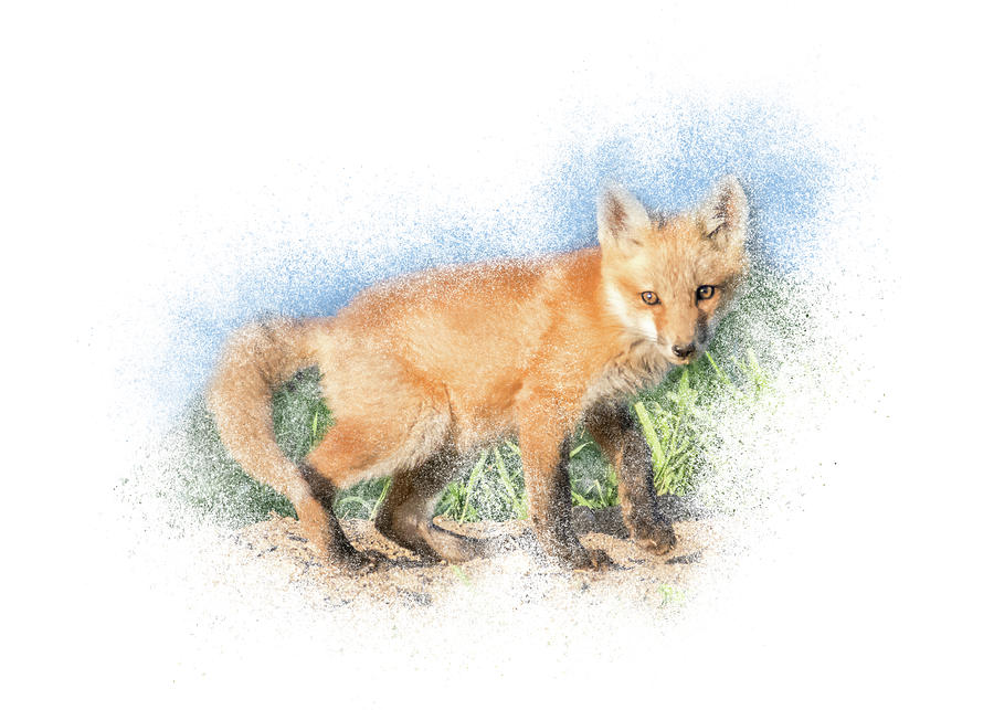 Red Fox Kit #7 - Pause by Patti Deters Red Fox Kit #7 - Pause by Patti Deters