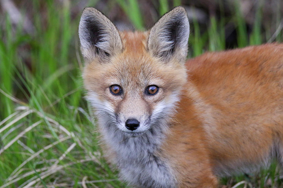 Red Fox Kit Close Up Photograph by Brook Burling