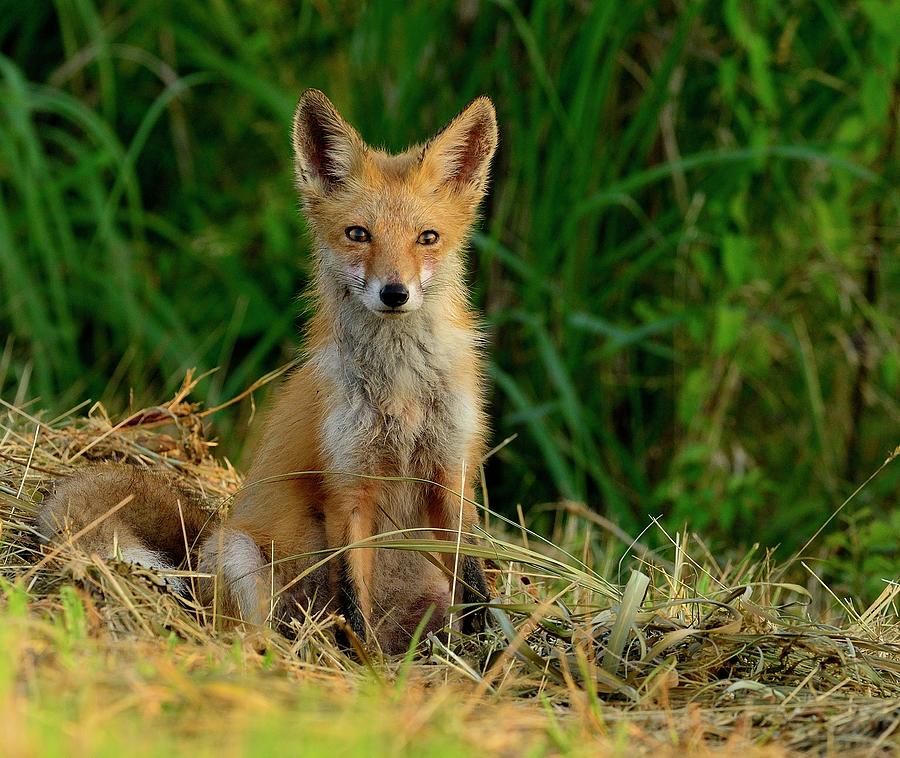 Red Fox Kit Or Pup Photograph by Larry Keller, Lititz Pa.