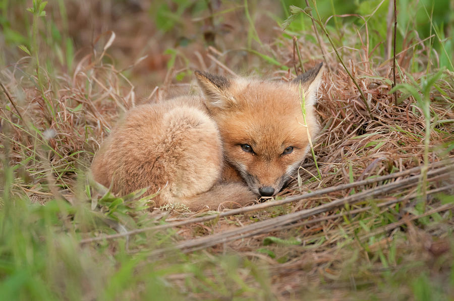 Red Fox Kit - Resting Photograph by Todd Henson