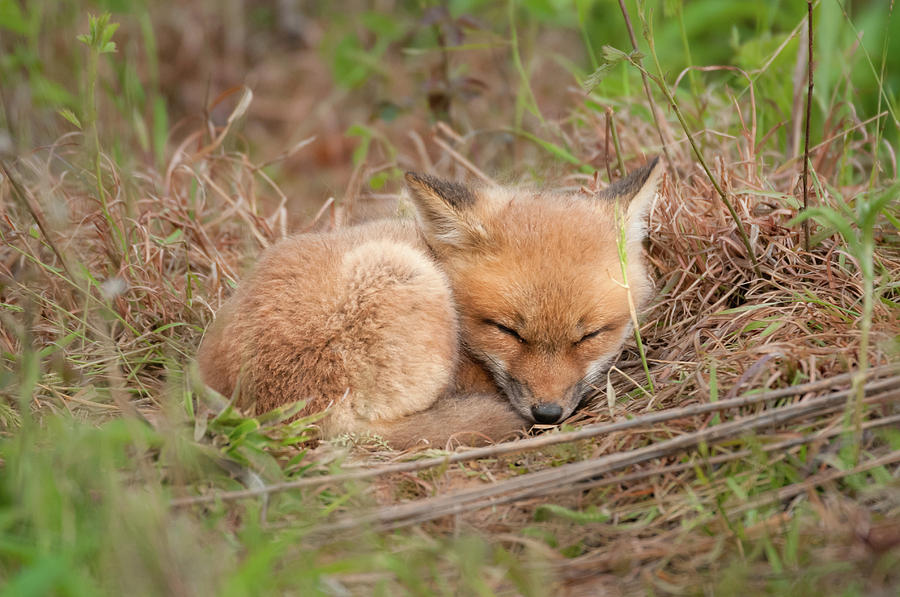 Red Fox Kit - Sleeping #1 Photograph by Todd Henson