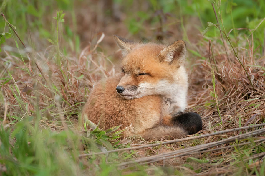 Red Fox Kit - Sleeping #2 Photograph by Todd Henson