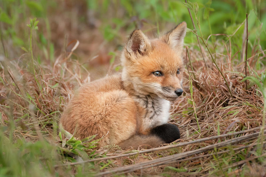 Red Fox Kit - Watchful #1 Photograph by Todd Henson