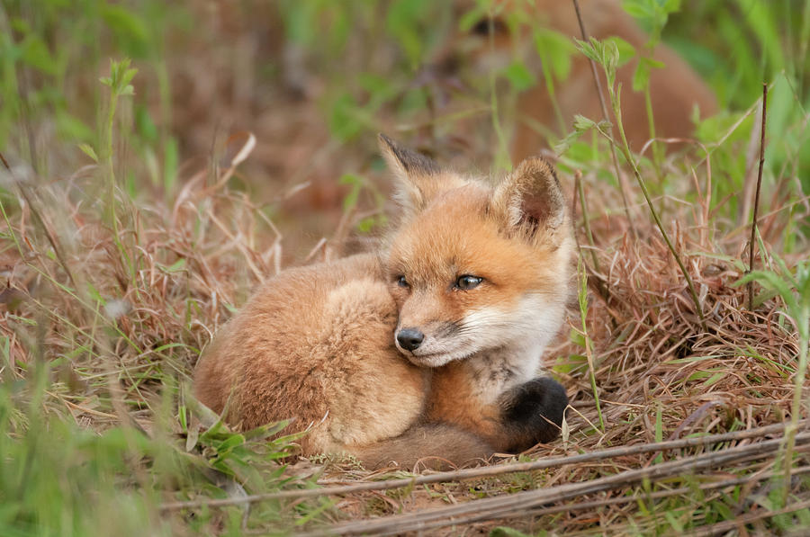 Red Fox Kit Watchful 2 Photograph By Todd Henson