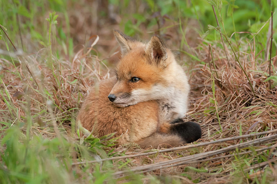 Red Fox Kit - Watching Over Shoulder Photograph by Todd Henson