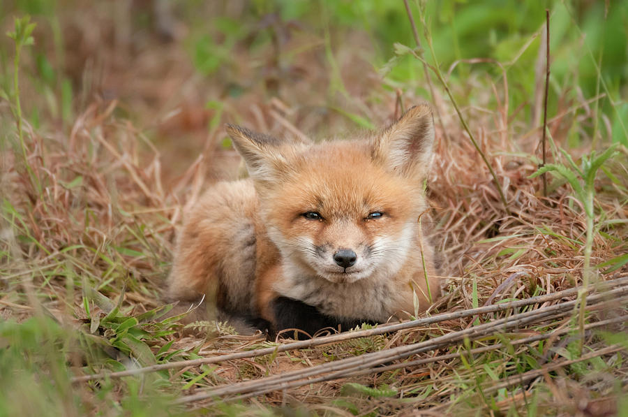 Red Fox Kit - Watching You Photograph by Todd Henson