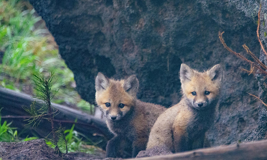 Red fox kits exploring the world Photograph by Patrick Nowotny