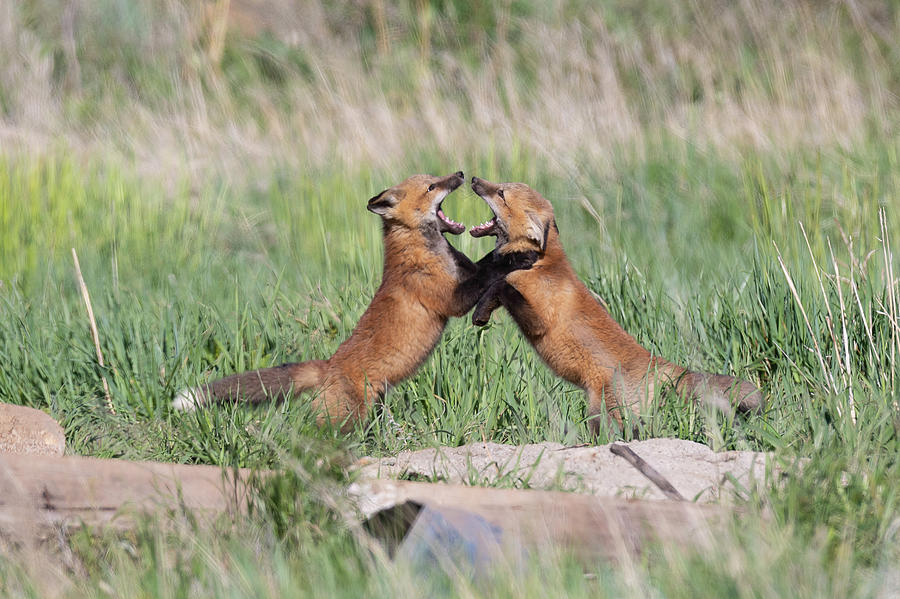Red Fox Kits Play Head to Head Photograph by Tony Hake