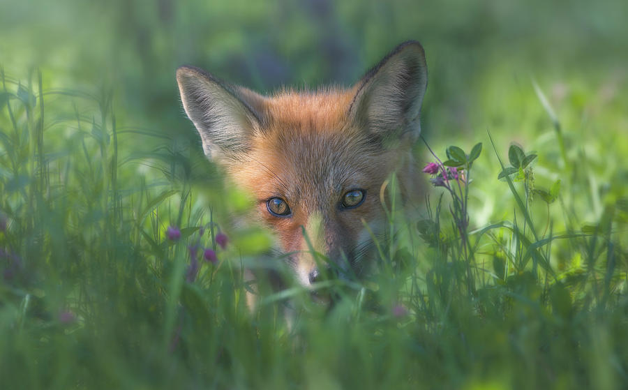 Wildlife Photograph - Red Fox by Larry Deng