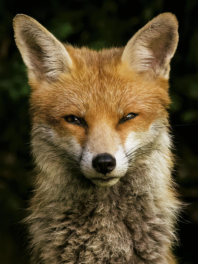 Red Fox - Late With Breakfast Photograph By Brent Hardy - Fine Art America