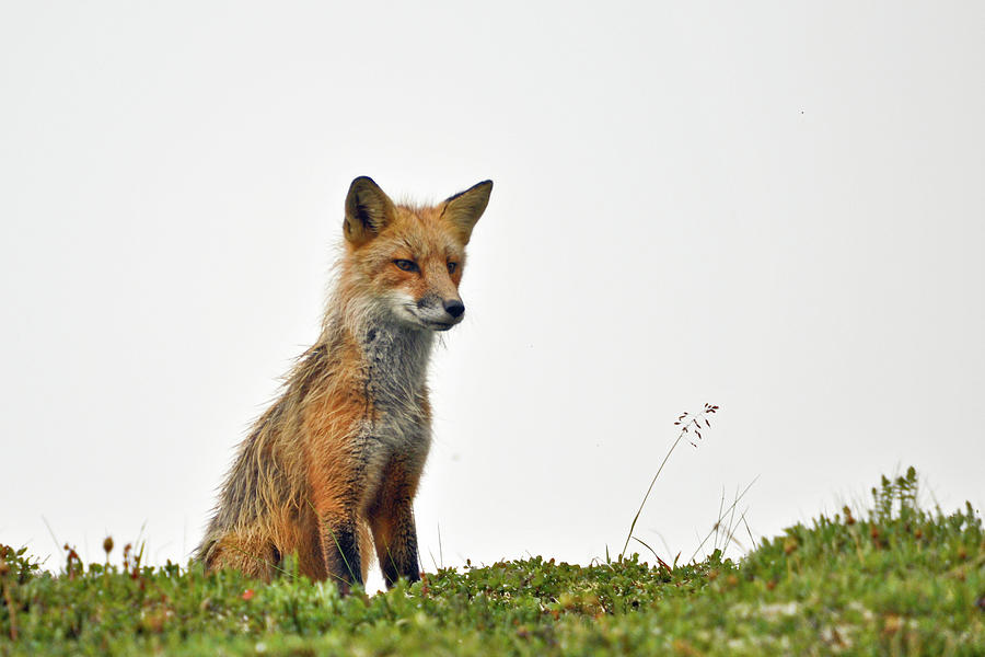 Red Fox Photograph by @niladri Nath