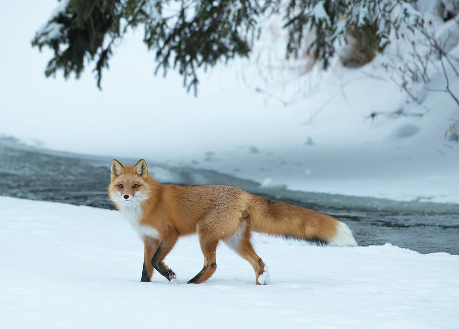 Red Fox On A Snowy Day Photograph