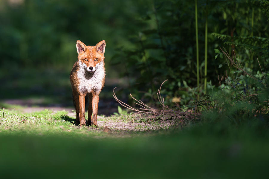 Nature Photograph - Red Fox On Forest Track by James Warwick
