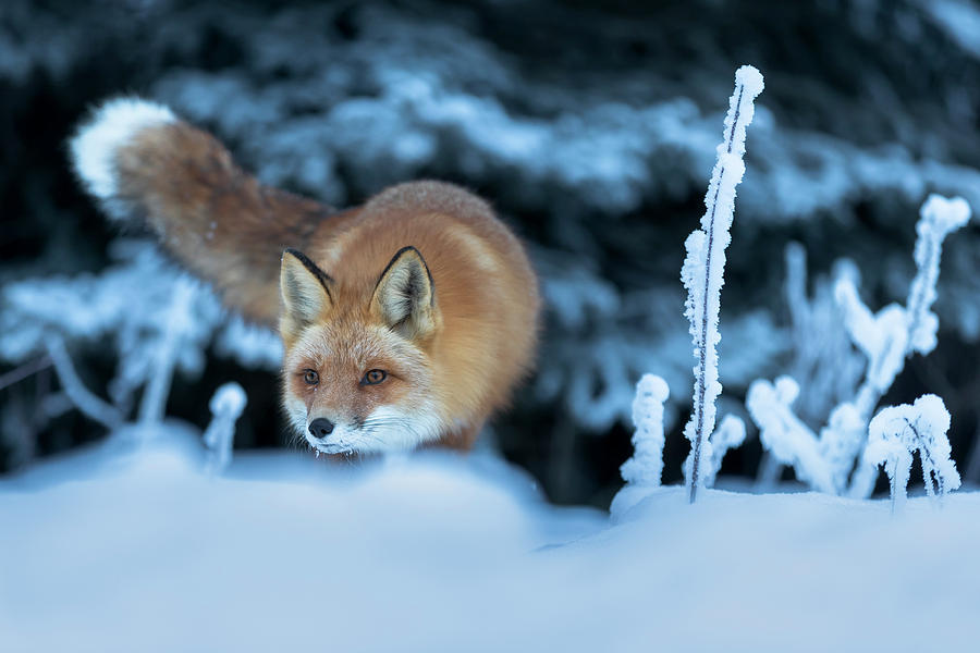 Red Fox on Prowl Photograph by Scott Slone