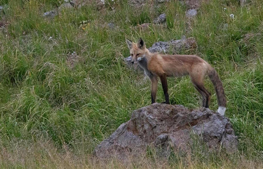 Red fox on rock Photograph by Patrick Nowotny