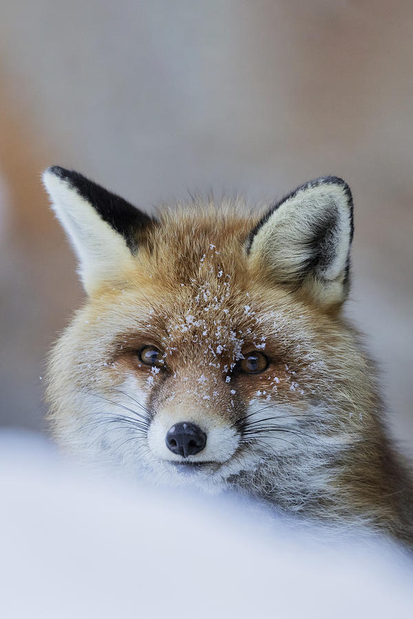 Red Fox Photograph by Paolo Bolla