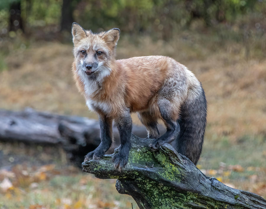 Red Fox Perched on a Mossy Log Photograph by Teresa Wilson