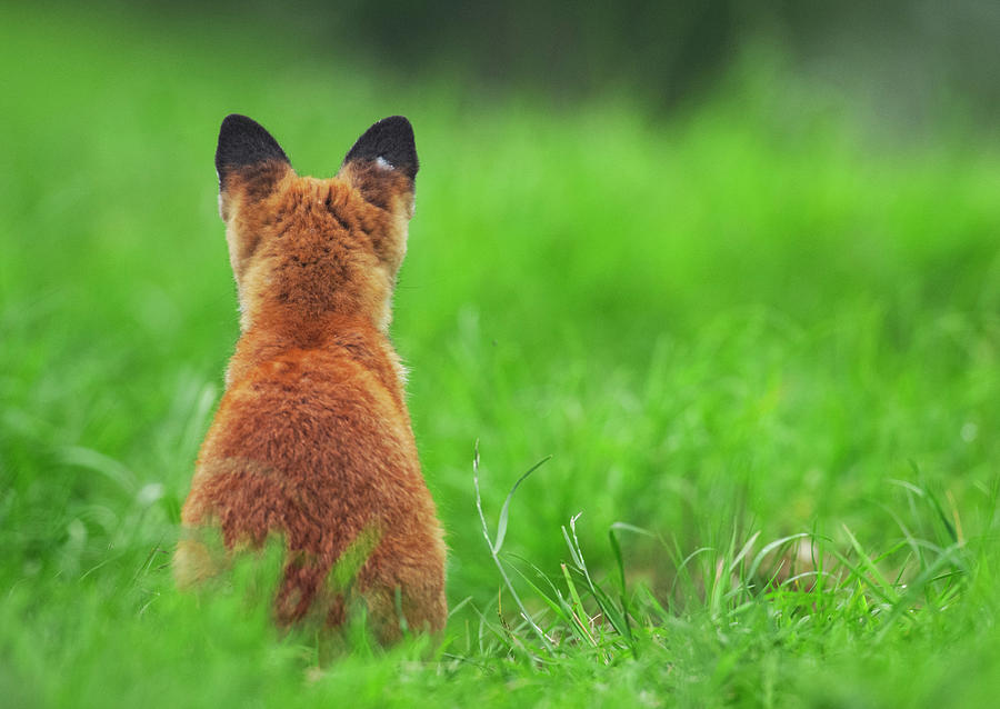 Red Fox Rear View Sitting On Grass Close To Its Den, Uk Photograph by ...