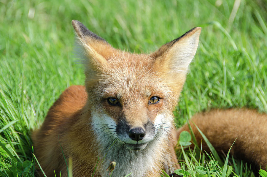 Red Fox Relaxation Photograph by Douglas Wielfaert