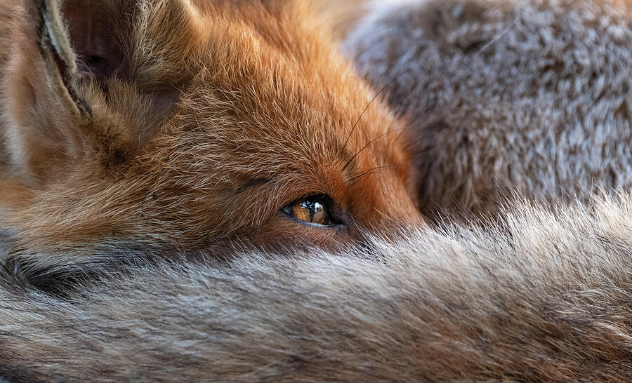 Red Fox Resting Curled Up Close Up, North London, England Photograph by Matthew Maran / Naturepl.com Red Fox Resting Curled Up Close Up, North London, England Photograph by Matthew Maran / Naturepl.com