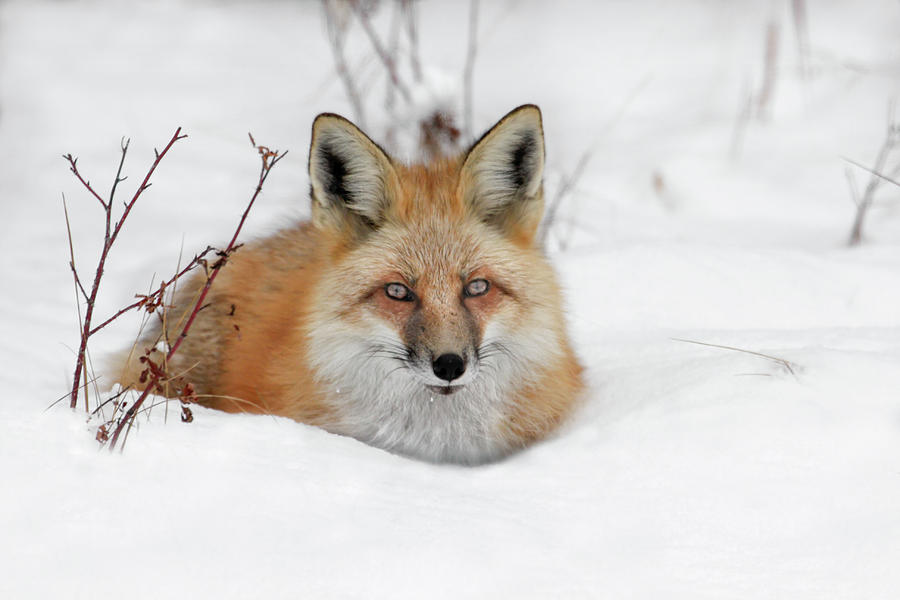 Red Fox resting Photograph by Ronnie And Frances Howard