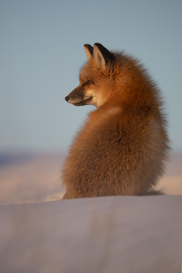 Red Fox Photograph by Roberto Marchegiani