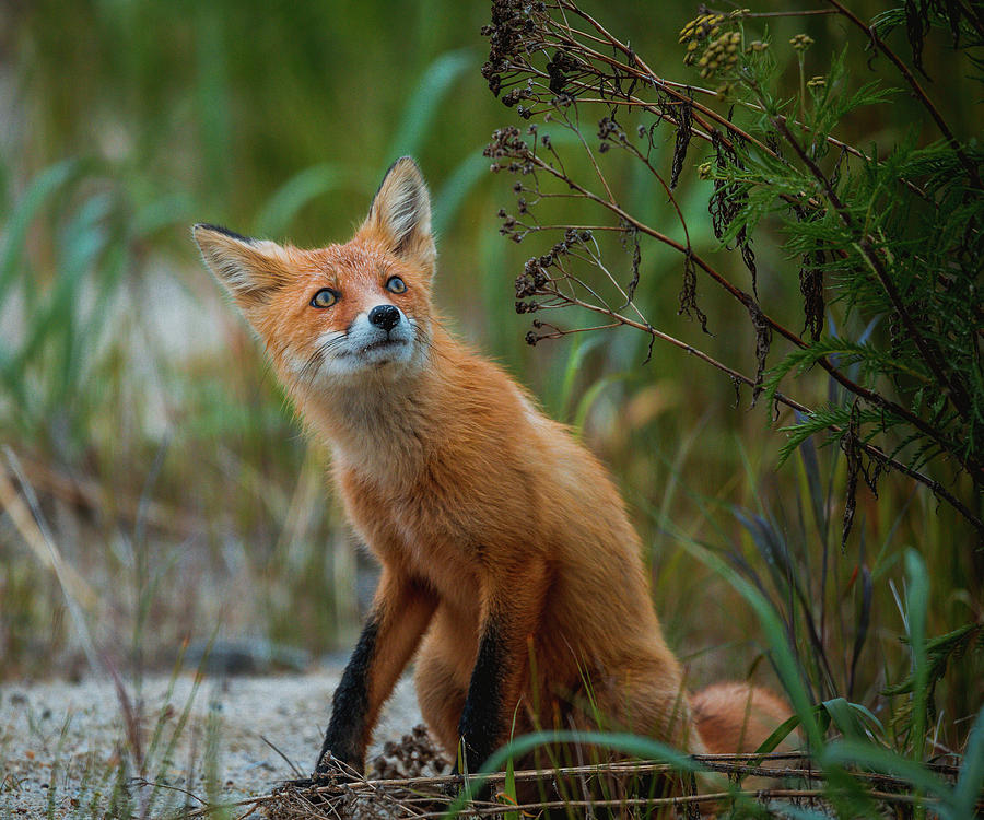 Проект red fox