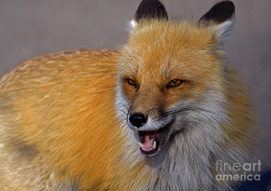Red Fox-signed-#4027 Photograph