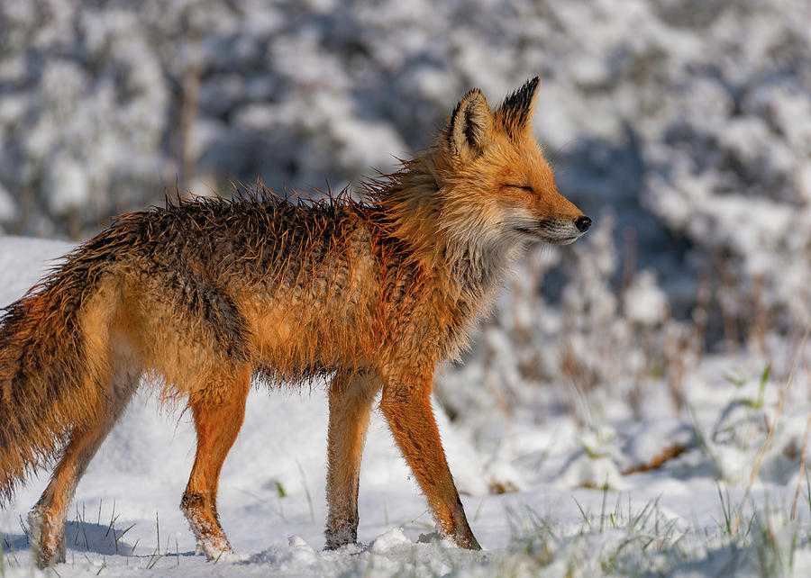 Red fox soaking up the sun Photograph by Gary Kochel