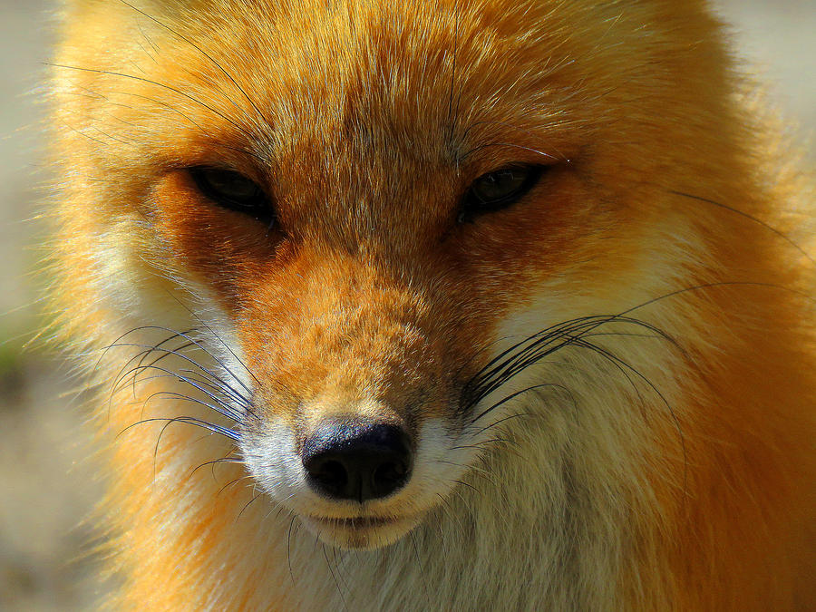 Red Fox Stare Photograph by Dianne Cowen Cape Cod Photography