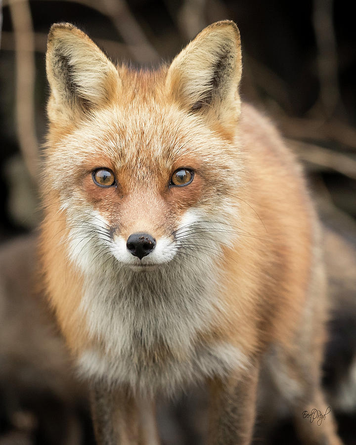 Red Fox Stare Photograph by Everet Regal